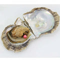 5 Oyster Bundle