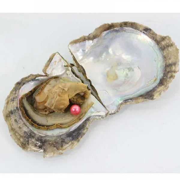 5 Oyster Bundle